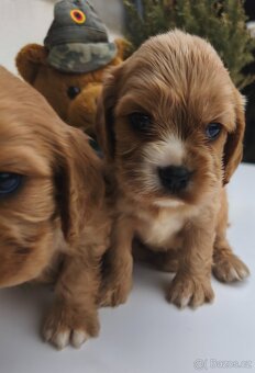 Cockapoo Cavapoo - 4