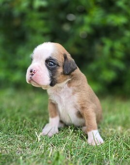 štěňátka německý boxer s PP/FCI - 4