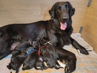 FLAT COATED RETRIEVER - štěňátka s PP - 4