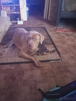 Bandog - 4