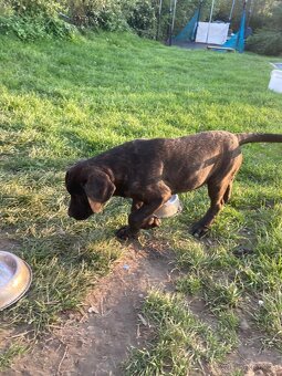 Štěňata Cane Corso - 4