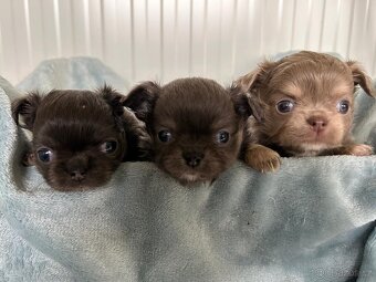 Čivava - holčička modrá a lila kluci - 4