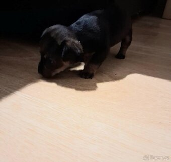 Prodám štěňátko - 4