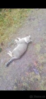 Opuštěná kočička - 4