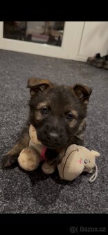 Německý ovčák s PP - 4