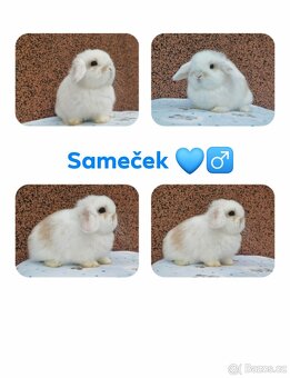 ★ MiniLop Králíčci s odběrem na Vánoce★ - 4