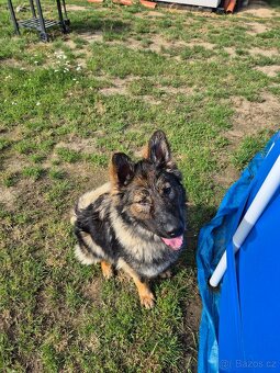 Německý ovčák s PP - 4