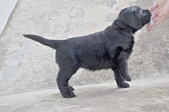 Flat coated retriever štěňata s PP - 4