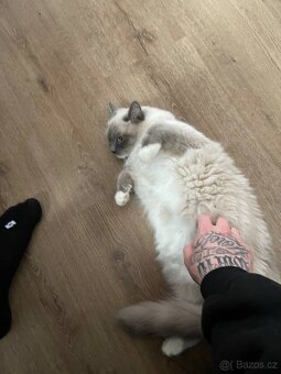 Ragdoll kotě - 4