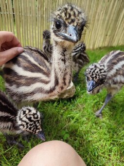 Emu hnědý - 4