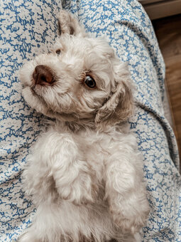 Lagotto romagnolo - italský vodní pes s PP - 4