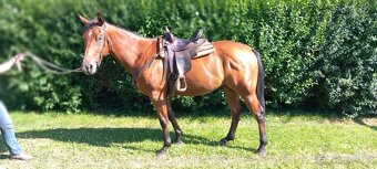 3 letý valach QH - 4