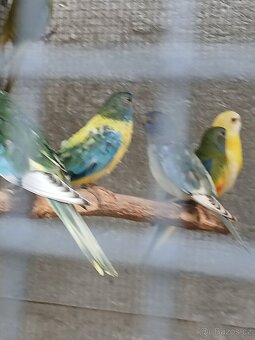 neofema modrohlavá - 4