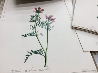 Herbar stare malby - 4