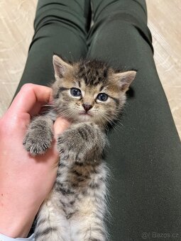 Daruji nalezená koťátka - 4