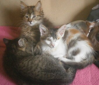 Dlouhosrstá světlá 3barevná Lucinka, 3měsíční kočička - 4