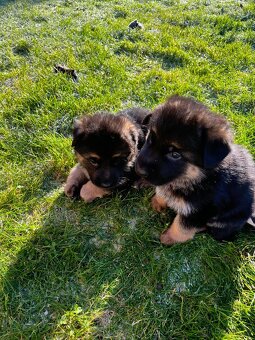 Štěňátka - Německý Ovčák - 4