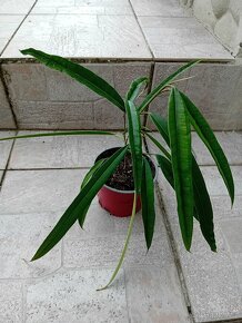 Ficus Maclellandii 'Alii - 4