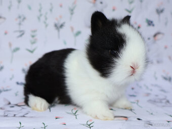 Zakrslý krátkouchý lvíček - samička . - 4