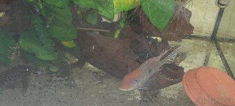 Geophagus Tapajos - 4