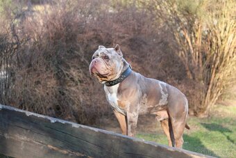 American bully pocket exotic-krytí - 4
