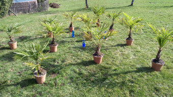 Palmy - Trachycarpus Fortunei - 4