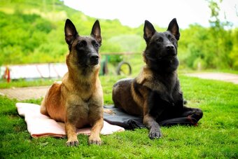 Belgický ovčák Malinois - 4