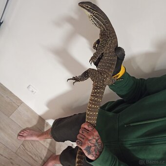 Varanus panoptes horni - 4
