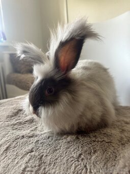 Angorská Angora - 4