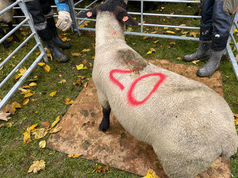 Plemenné beránky Suffolk - 4