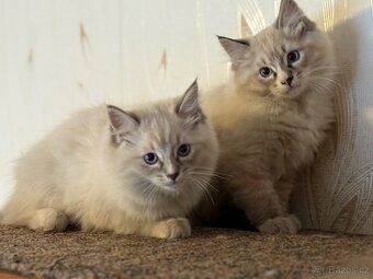 Koťata plemene RAGDOLL - 4