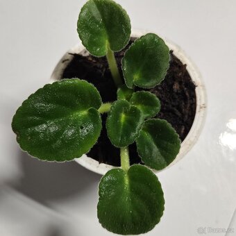 Fialka růžová + bílá, sadička - 4