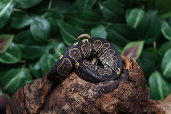 Krajta královská - samec - Ghi - 4