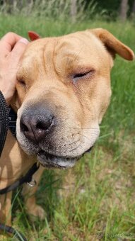 VANILKA K ADOPCI - 12m., vděčná, umazlená - 4