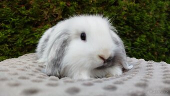 Zakrslý beránek, králíček, králík - MOLLY - 4