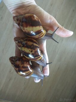Africký šnek Archachatina Marginata Suturalis dark body - 4