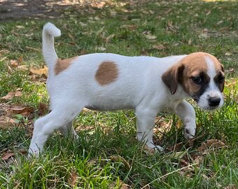 Prodám štěně (fenku) Jack Russel teriér - 4