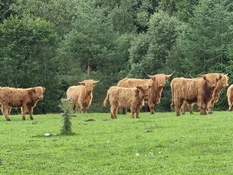 Highland - skotský náhorní skot - 4
