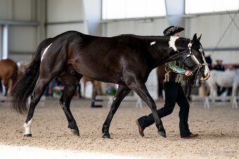 Připouštění APH Black Overo hřebcem - 4