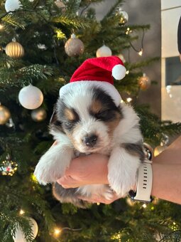 Australský ovčák s PP - 4