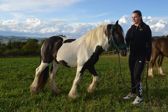 Prodej Irského Coba - 4