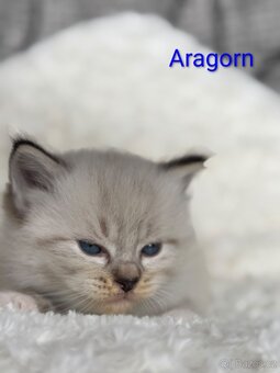 Ragdoll s PP - 4