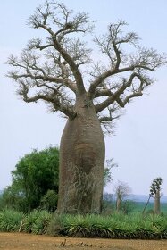 Baobab - rastliny a semená. - 4
