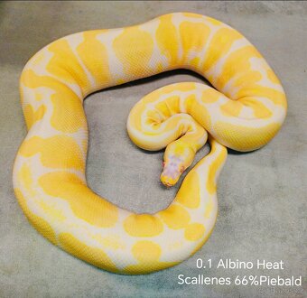 Krajta královská subadult a adult - 4
