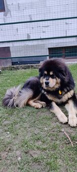 Tibetská doga - 4