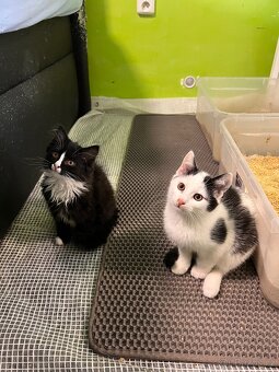 Vymazlená koťátka od koček z ulice - 4