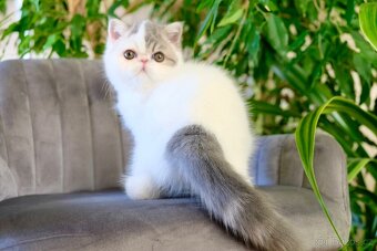 Exoticka perska kotatka - 4