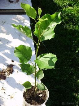 Japonský J-105, Italský af2 topol sazenice - 4
