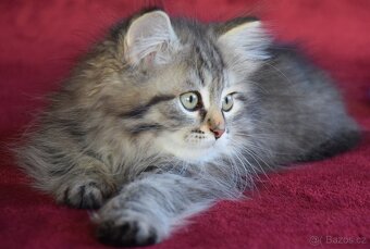 sibiřské kotě - 4