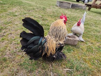 Zakrslá rousná - 4